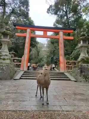 春日大社の{uncategorized: "未分類", other: "その他", undefined: "問題あり", building: "その他建物", grave: "お墓", sacred_gate: "鳥居", guardian: "狛犬", statue: "像", buddha: "仏像", history: "歴史", nature: "自然", garden: "庭園", animal: "動物", pagoda: "塔", temizu: "手水舎", mountain_gate: "山門・神門", sanctuary: "本殿・本堂", subordinate: "末社・摂社", art: "芸術", scenery: "景色", jizo: "地蔵", ema: "絵馬", goshuin: "御朱印", omikuji: "おみくじ", items: "授与品その他", amulet: "お守り", goshuincho: "御朱印帳", eats: "食事", festival: "お祭り", votive_dance: "神楽", shichigosan: "七五三参", wedding: "結婚式", experience: "体験その他", initially: "初詣", around: "周辺", anti_infection: "感染症対策"}