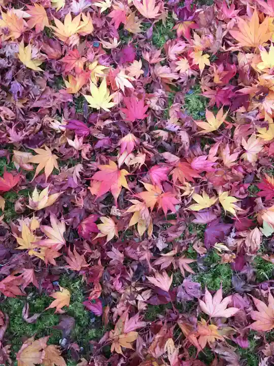 禅林寺(永観堂)の自然