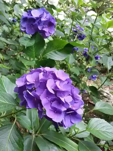 大宝八幡宮の自然