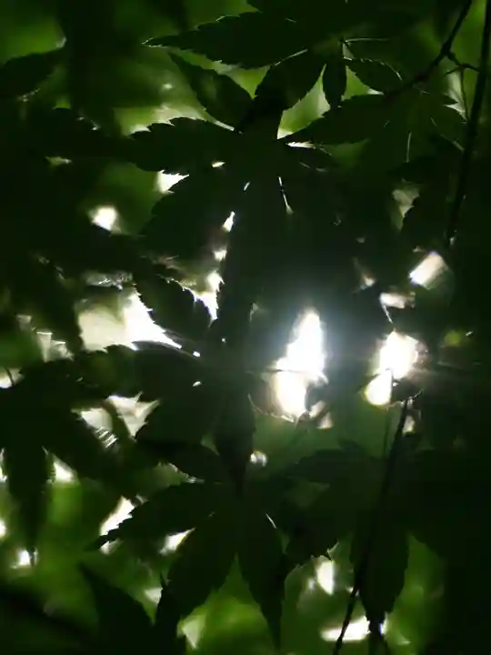 普門寺(切り絵御朱印発祥の寺)の自然