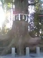 高尾山薬王院の自然