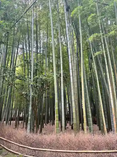 報国寺(神奈川県)