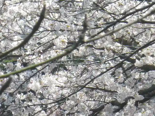 鶴岡八幡宮の自然