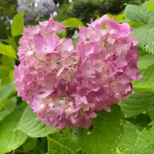 普門寺(切り絵御朱印発祥の寺)の自然(2022年05月26日(木) 20時49分24秒投稿)