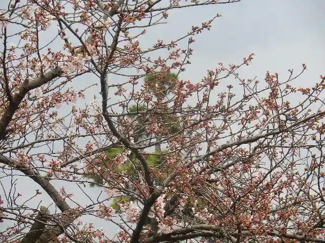 鶴岡八幡宮の自然