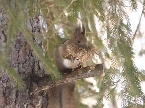 留辺蘂神社の動物