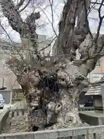 住吉神社(彌彦神社境外末社)(新潟県)