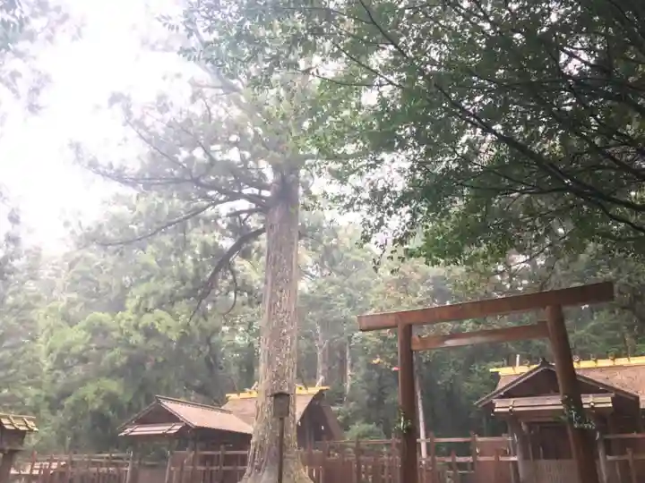 瀧原宮(皇大神宮別宮)の自然