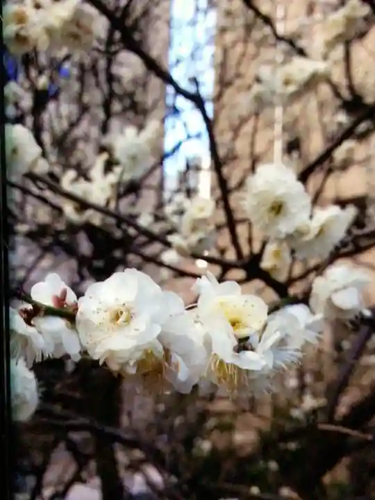 銀世界稲荷神社(東京都)