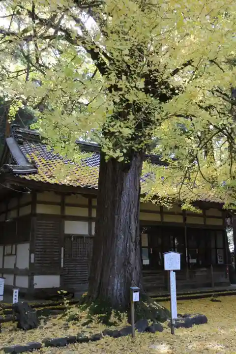 若狭姫神社(若狭彦神社下社)の自然