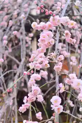 湯島天満宮(東京都)