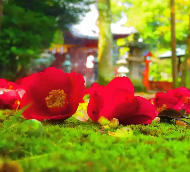 山北八幡神社の自然