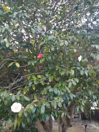 青木大師の自然