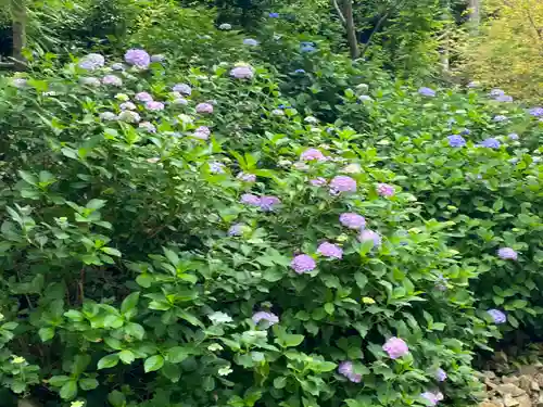 大縣神社の自然