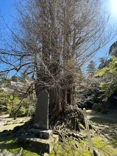 正法寺(埼玉県)