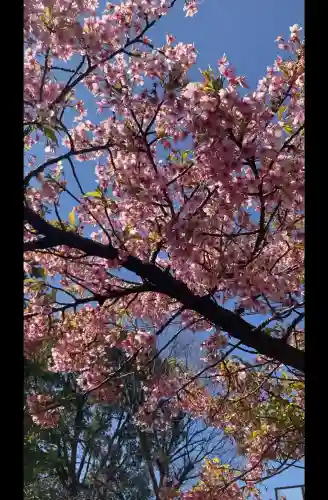 桜神宮の{uncategorized: "未分類", other: "その他", undefined: "問題あり", building: "その他建物", grave: "お墓", sacred_gate: "鳥居", guardian: "狛犬", statue: "像", buddha: "仏像", history: "歴史", nature: "自然", garden: "庭園", animal: "動物", pagoda: "塔", temizu: "手水舎", mountain_gate: "山門・神門", sanctuary: "本殿・本堂", subordinate: "末社・摂社", art: "芸術", scenery: "景色", jizo: "地蔵", ema: "絵馬", goshuin: "御朱印", omikuji: "おみくじ", items: "授与品その他", amulet: "お守り", goshuincho: "御朱印帳", eats: "食事", festival: "お祭り", votive_dance: "神楽", shichigosan: "七五三参", wedding: "結婚式", experience: "体験その他", initially: "初詣", around: "周辺", anti_infection: "感染症対策"}