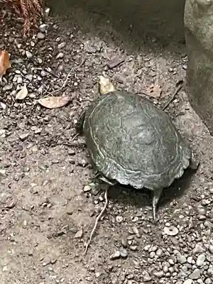 伊勢神宮外宮（豊受大神宮）(三重県)