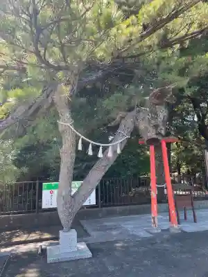 玉村八幡宮(群馬県)