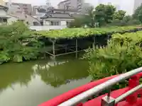 亀戸天神社の庭園