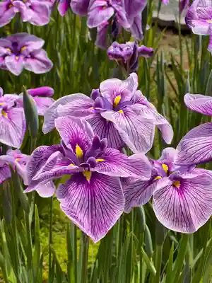 堀切天祖神社の自然