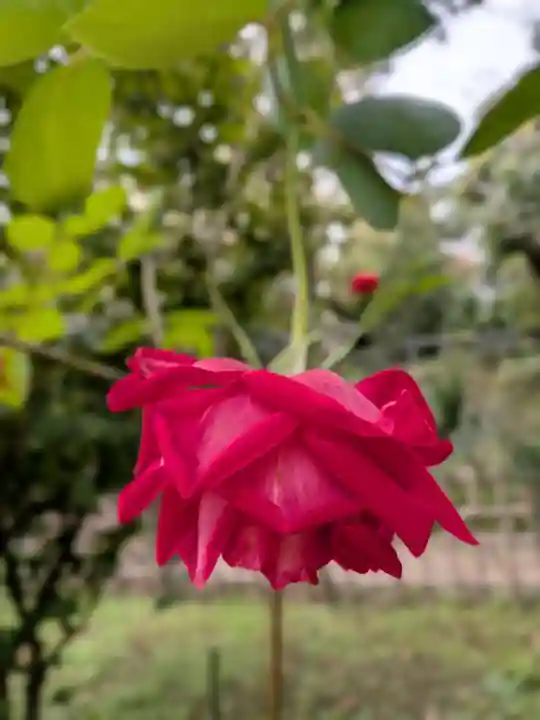 乃木神社(東京都)