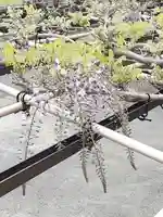 西方山極楽寺(岐阜県)