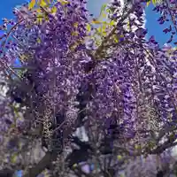 白鷺神社の自然