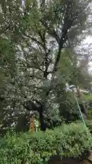 山王稲穂神社の自然