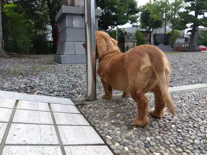 杉杜白髭神社(福井県)