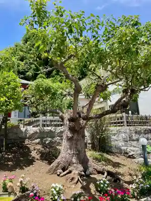 浄土宗 光明山 大蓮寺（照曜会館）(神奈川県)