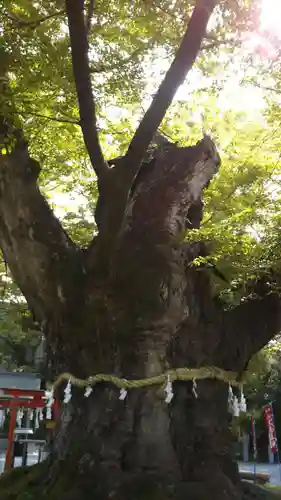 秩父今宮神社の自然