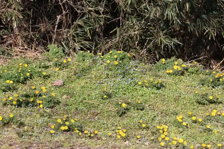 正観音堂の自然