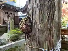 櫻山八幡宮(岐阜県)