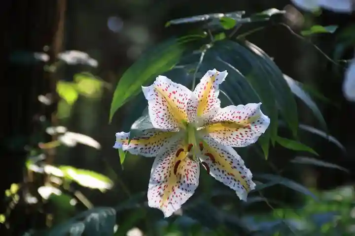 鹿島大神宮の自然
