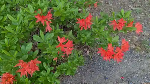 上川神社の自然
