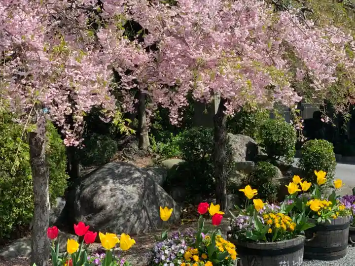 新橋浅間神社の自然