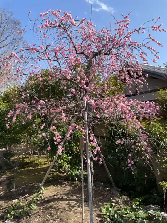 妙智院(京都府)
