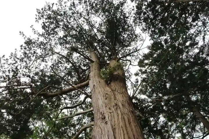 阿久津「田村神社」(郡山市阿久津町)旧社名:伊豆箱根三嶋三社の自然