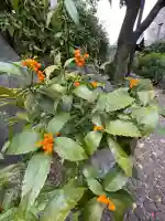 薬王寺(神奈川県)