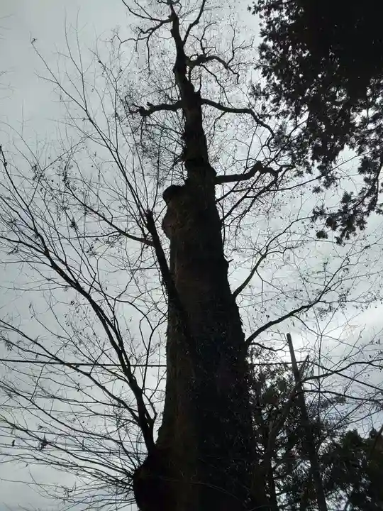 荒橿神社の自然