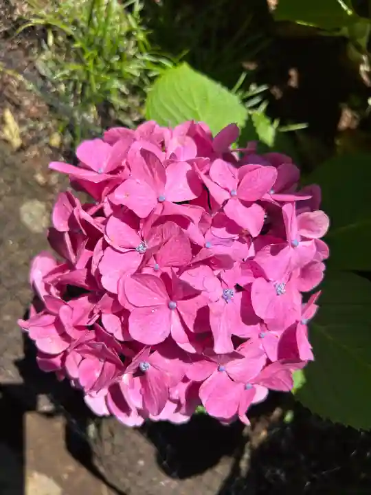 西新井大師総持寺(東京都)