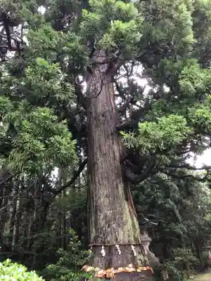 牛尾神社(新潟県)