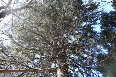 白幡神社の自然