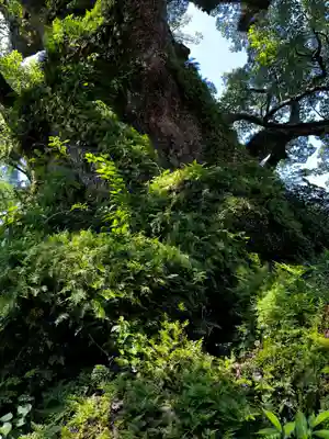 蒲生八幡神社(鹿児島県)
