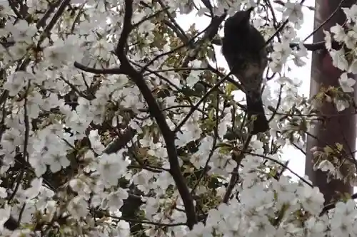 一宮神社の自然