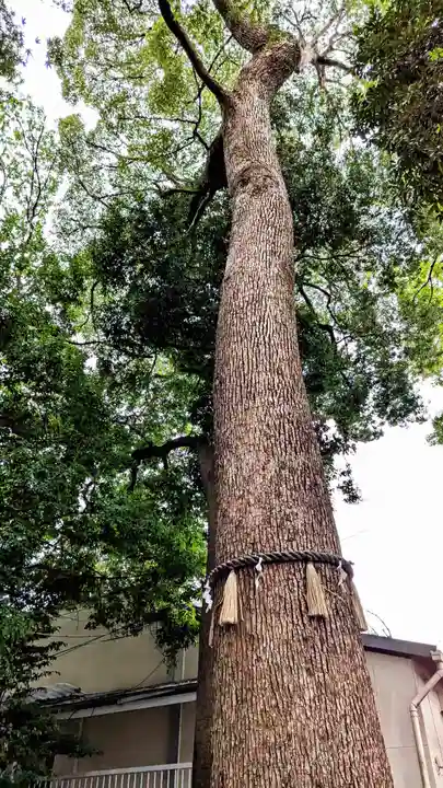 金ヶ作熊野神社の自然