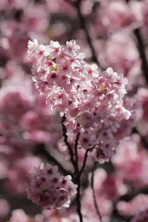 蔵前神社(東京都)