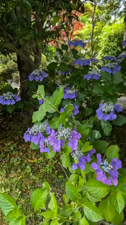 正法寺(京都府)