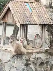 寛永寺不忍池弁天堂の動物