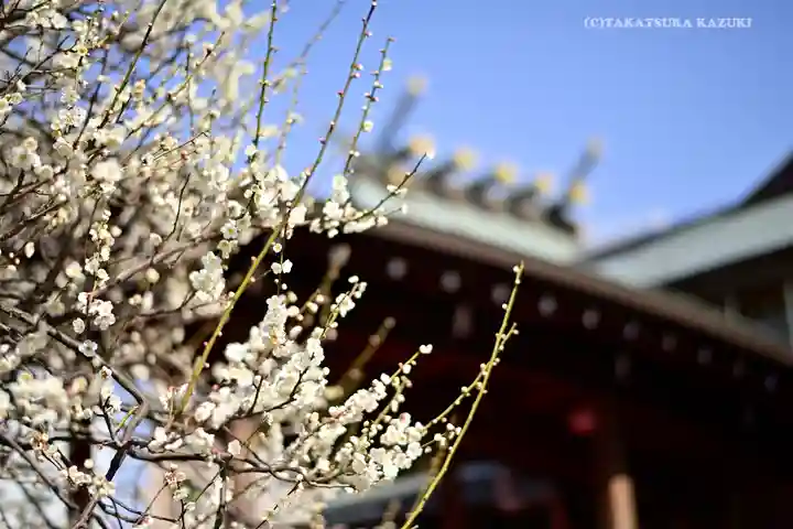湯島天満宮の自然